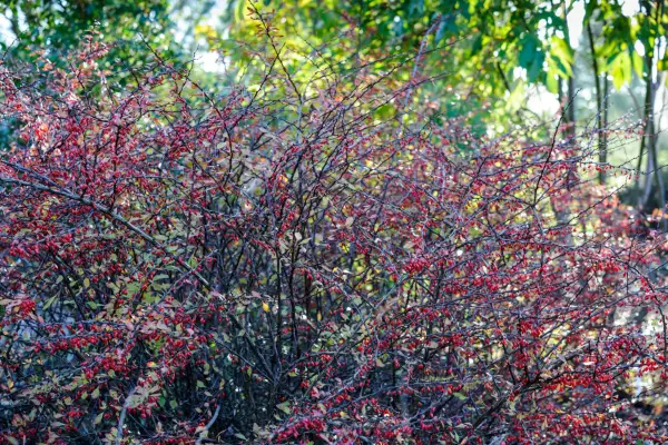 Berberis thunbergii 