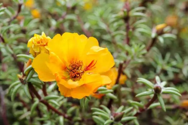 Portulaca 'tapas'