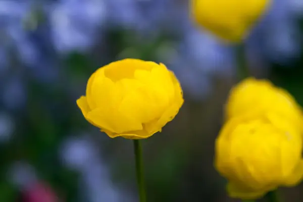 Trollius 10 kultivierte 'Zitronenkönigin'