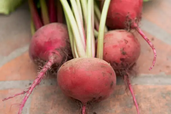 Beetroot 
