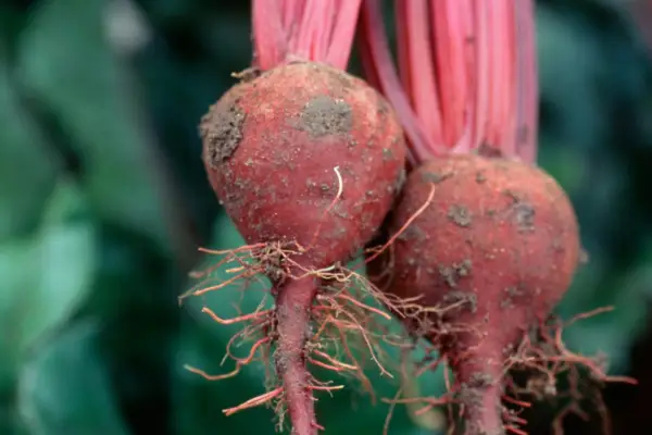 Beetroot 