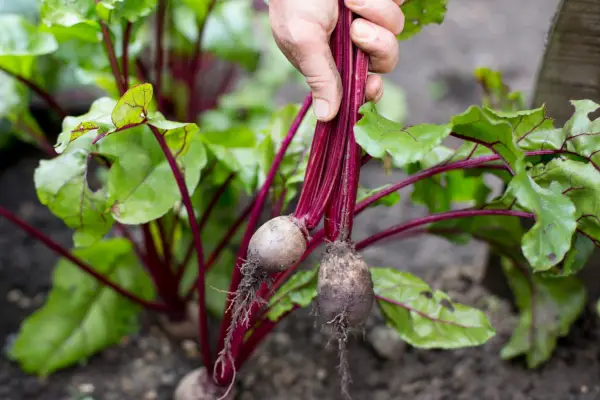 Harvesting beetroot