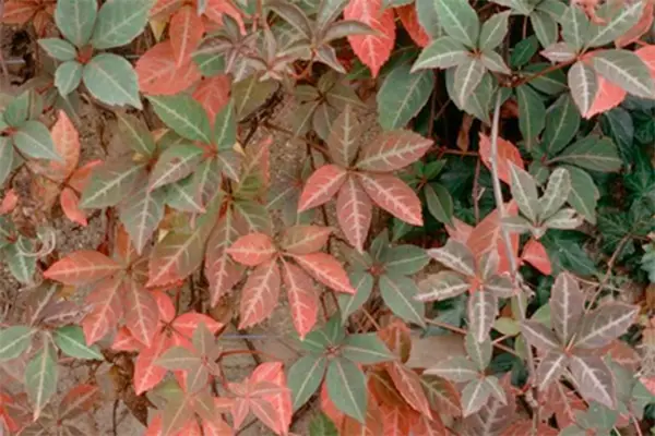 Parthenocissus henryana