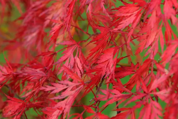 Acer palmatum 