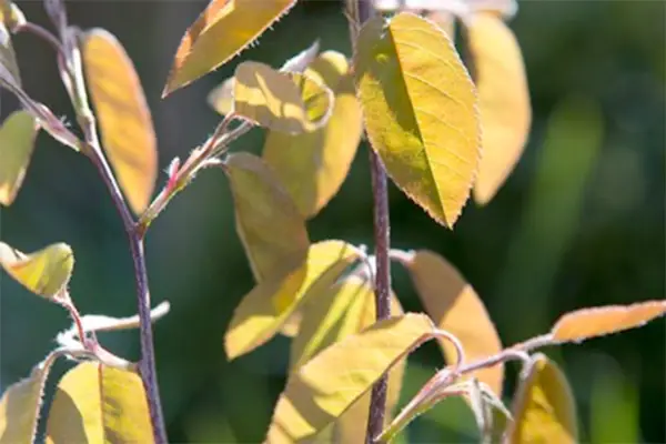 Amelanchier lamarckii