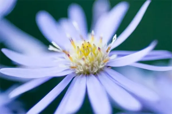 Symphyotrichum 