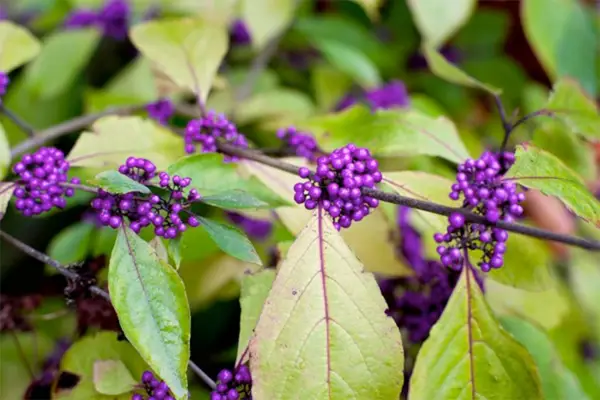 Callicarpa bodinieri var. giraldii 
