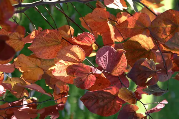 Cercis canadensis 