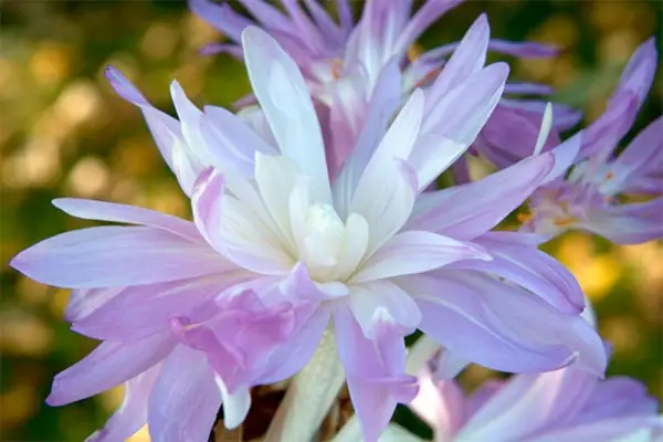 Colchicum 