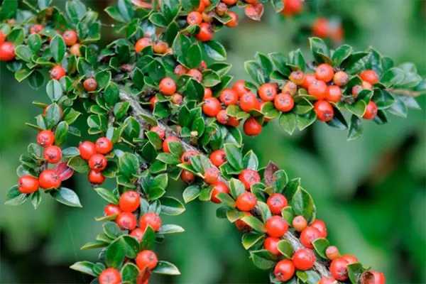 Cotoneaster horizontalis