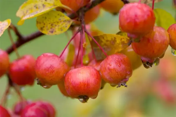 Malus 
