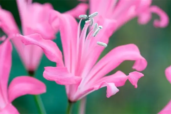 Nerine bowdenii