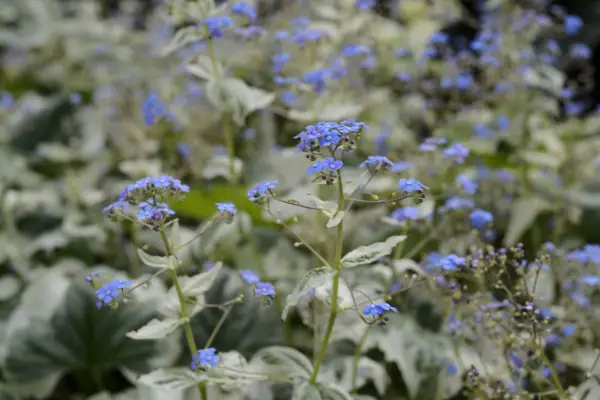 Macroophyla 'variegata'