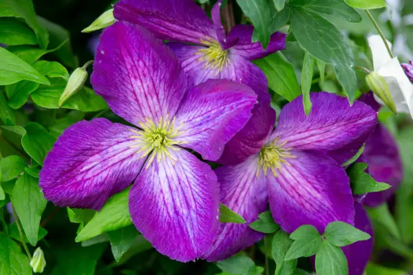 Clematis 