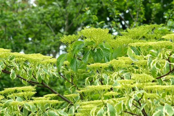 Kontroversiel cornus 'varieret'