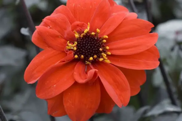 Dahlia 'Tally to'