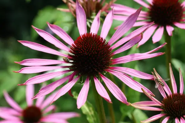 Echinacea purpurea