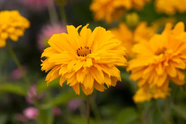 Heliopsis 'Sweet Sunshine'