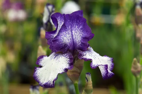 Iris 'Art Deco'
