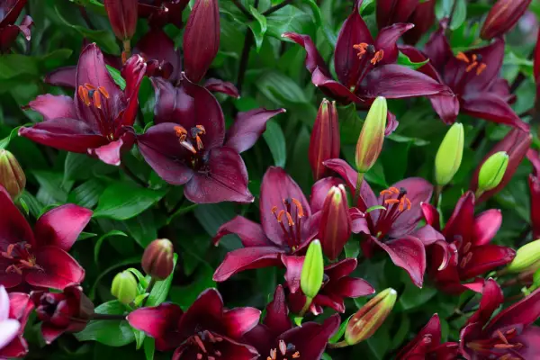 Lily „Mamba Neagră”