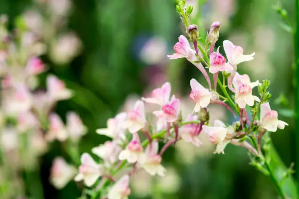 Linaria „Peachy”