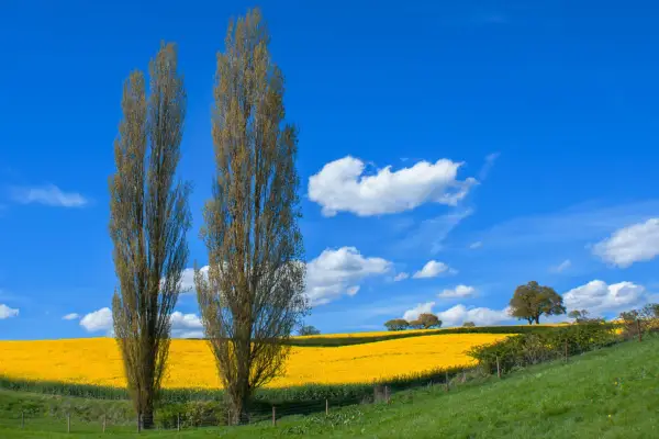 Fastigiate poplars next to a field. Photo: Getty Images.