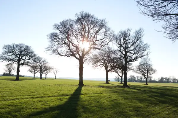 Oak trees growing in a field. Photo: Getty Images.