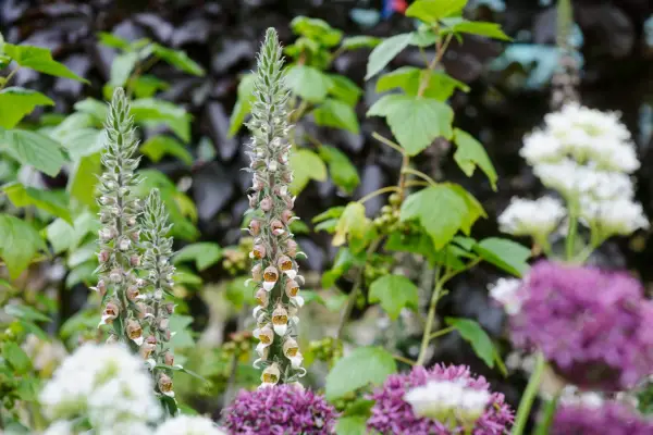 Digitalis lanata with alliums