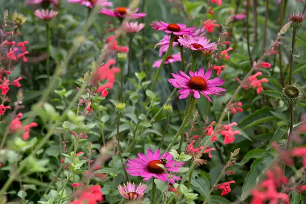 Pink Echinacea 