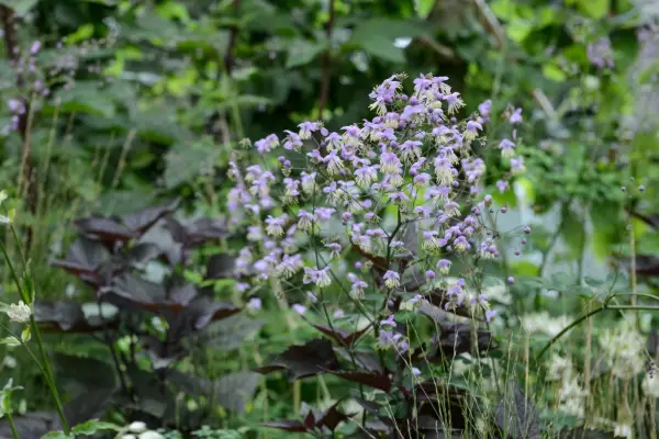 Thalictrum delavayi