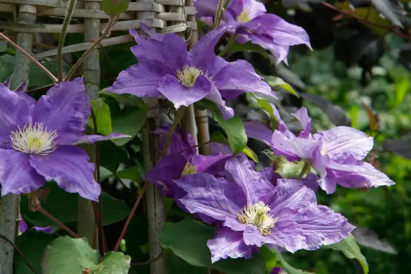 Clematis 