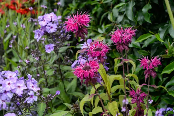 Monarda 
