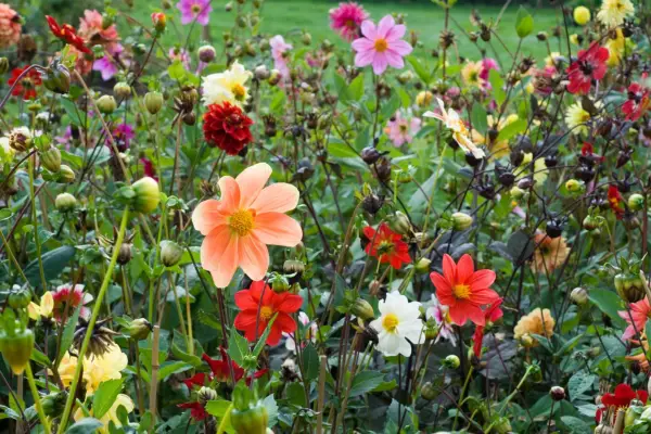 Dahlias in flower
