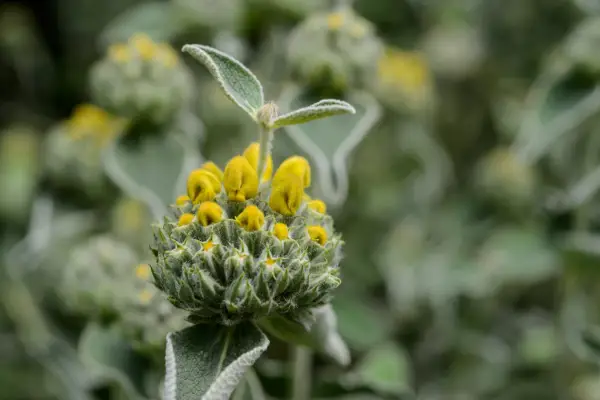 Phlomis fruticosa