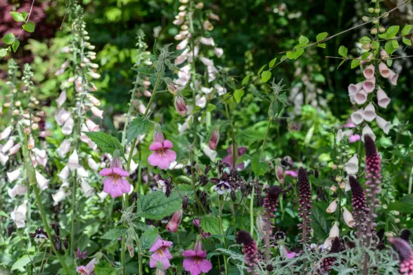Planter til midten af ​​en grænse