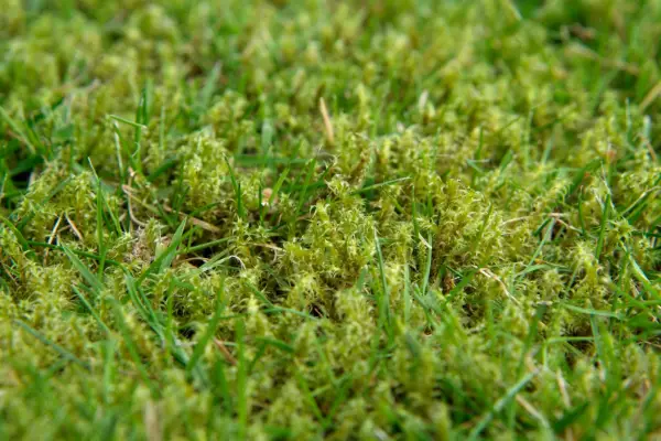 Moss growing in a lawn