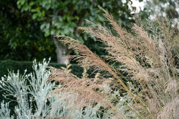Ornamental grass Molinia caerulea subsp. arundinacea Transparent