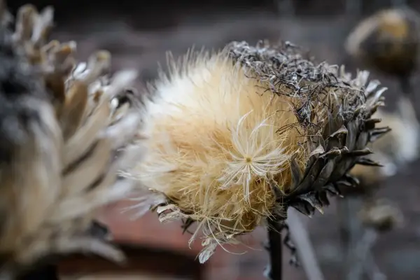 Cardoon seedheads