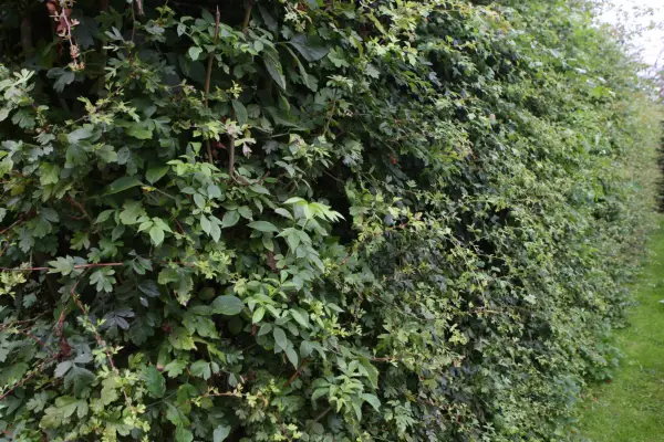 Hawthorn and elder wildlife hedge
