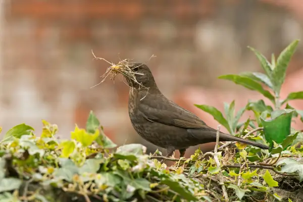 조류에 중첩 재료를 제공하는 식물