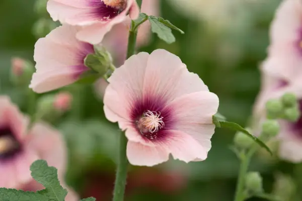 Hollyhock (Alcea rosea 