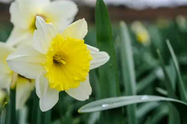 Daffodil Narcissus 