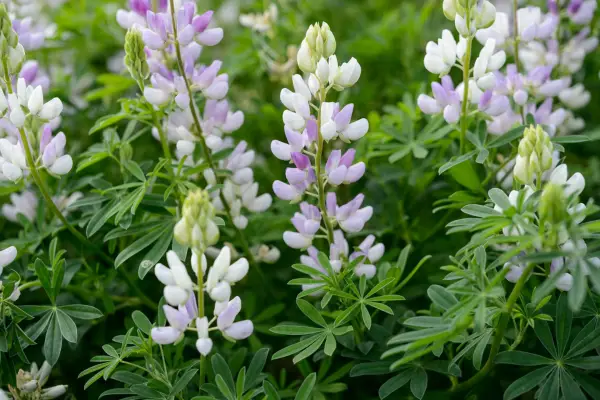 Tree lupin (Lupinus arboreus) in flower