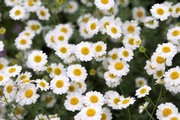 Feverfew (Tanacetum niveum 