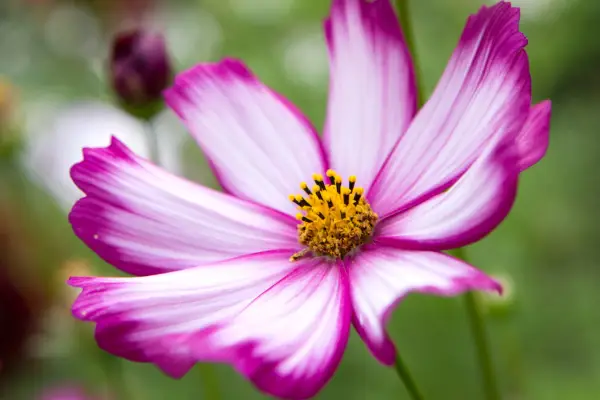 White and pink flowered cosmos
