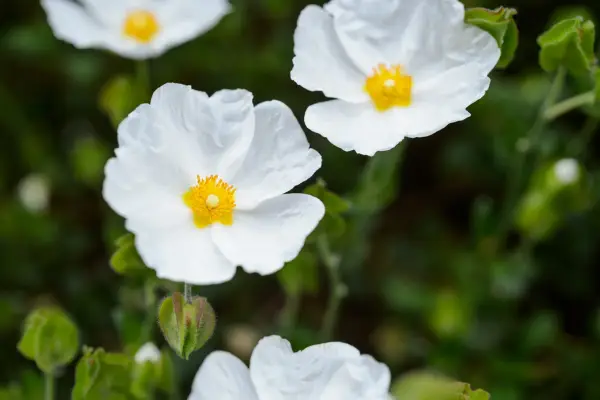 White-flowered rock rose (Cistus monspeliensis)