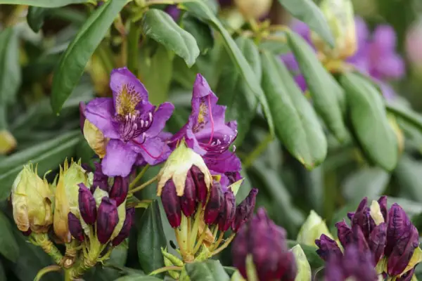 Rhododendron „Marcel Menard”