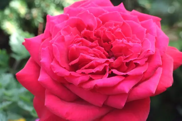 Rosa 'jediná a jediná'
