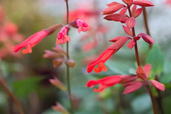 Salvia 'Ember's Wish'