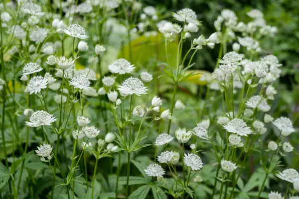White-flowered astrantias